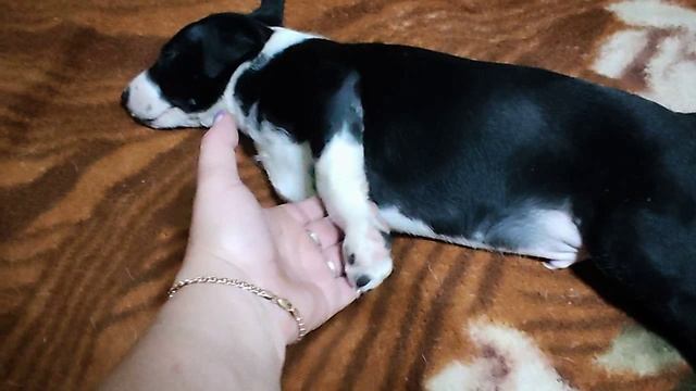 СОБАКА смотреть онлайн