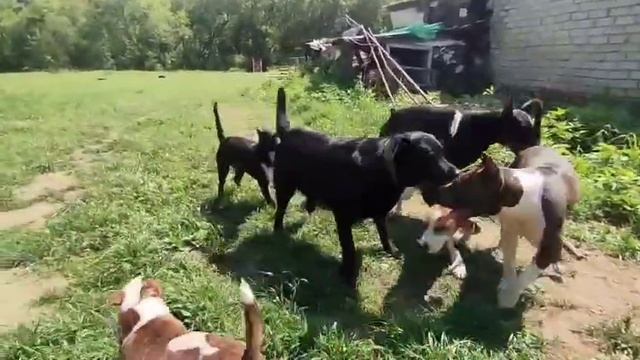 Зоогостиница. Передержка собак. Кинолог Игорь Алтайский.