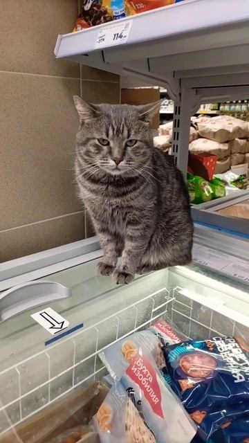 #пушистыедрузья #кот #котики #catvideo.mp4