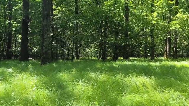 Просто пение соловья. Птицы природа и пение ...