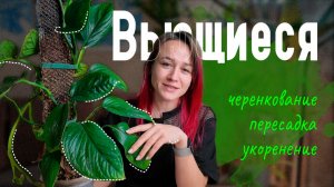 ВЬЮЩИЕСЯ растения в доме: черенкуем, пересаживаем и укореняем