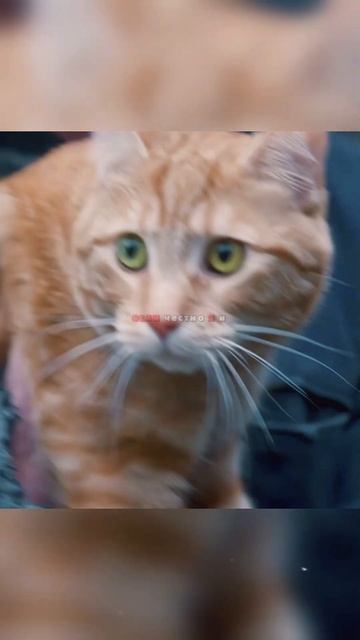 Кот который изменил мою жизнь смотреть онлайн