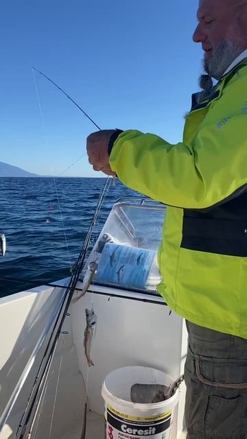 Ловим мерланга в Адлере. смотреть онлайн