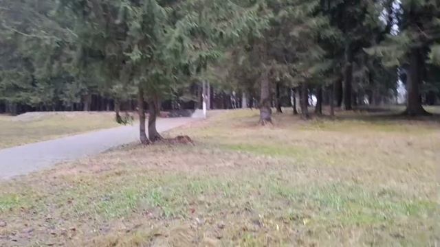 #шикарный лес в декабре смотреть онлайн