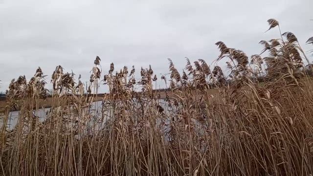Тыква по 14 р за кг,иду за тыквой смотреть онлайн