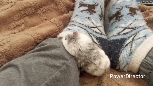 хомячок шашлычок . 13 серия 🐹