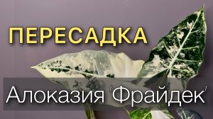Жесткая ПЕРЕСАДКА в новый горшок. Снимаю клубни. Меняю грунт. Алоказия Фрайдек