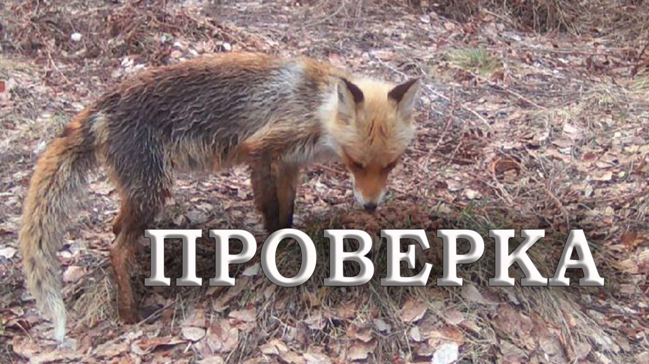 Первая в сезоне проверка фотоловушек. Плохая фотоловушка и хитрая лиса. / Фотоловушка в лесу. смотреть онлайн