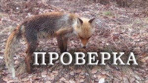 Первая в сезоне проверка фотоловушек. Плохая фотоловушка и хитрая лиса. / Фотоловушка в лесу.