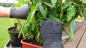 Уход и формировка томатов в горшках! Советы от ЗЕЛЕНОГО ОГОРОДА!