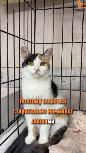 Рут ждёт вас в приюте #Муркоша смотреть онлайн