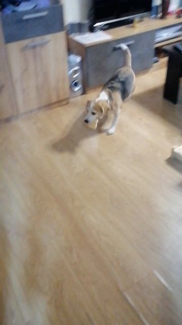 Собака и ухо поросёнка. смотреть онлайн