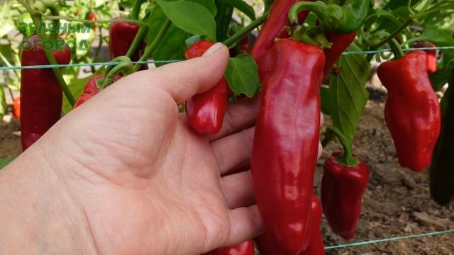 Сладкий перец ФРИДЖИТЕЛЛО (Friggitello). Обзор сортов ПЕРЦА! смотреть онлайн