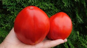 Томат БЫЧЬЕ СЕРДЦЕ ИЗ ВОСТОЧНОЙ ЕВРОПЫ (Inima de Bou din Europa de Est). Обзор сортов ТОМАТОВ!