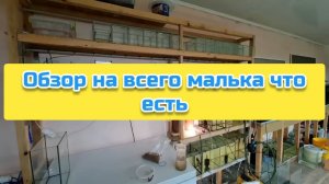 Обзор на всего малька что есть