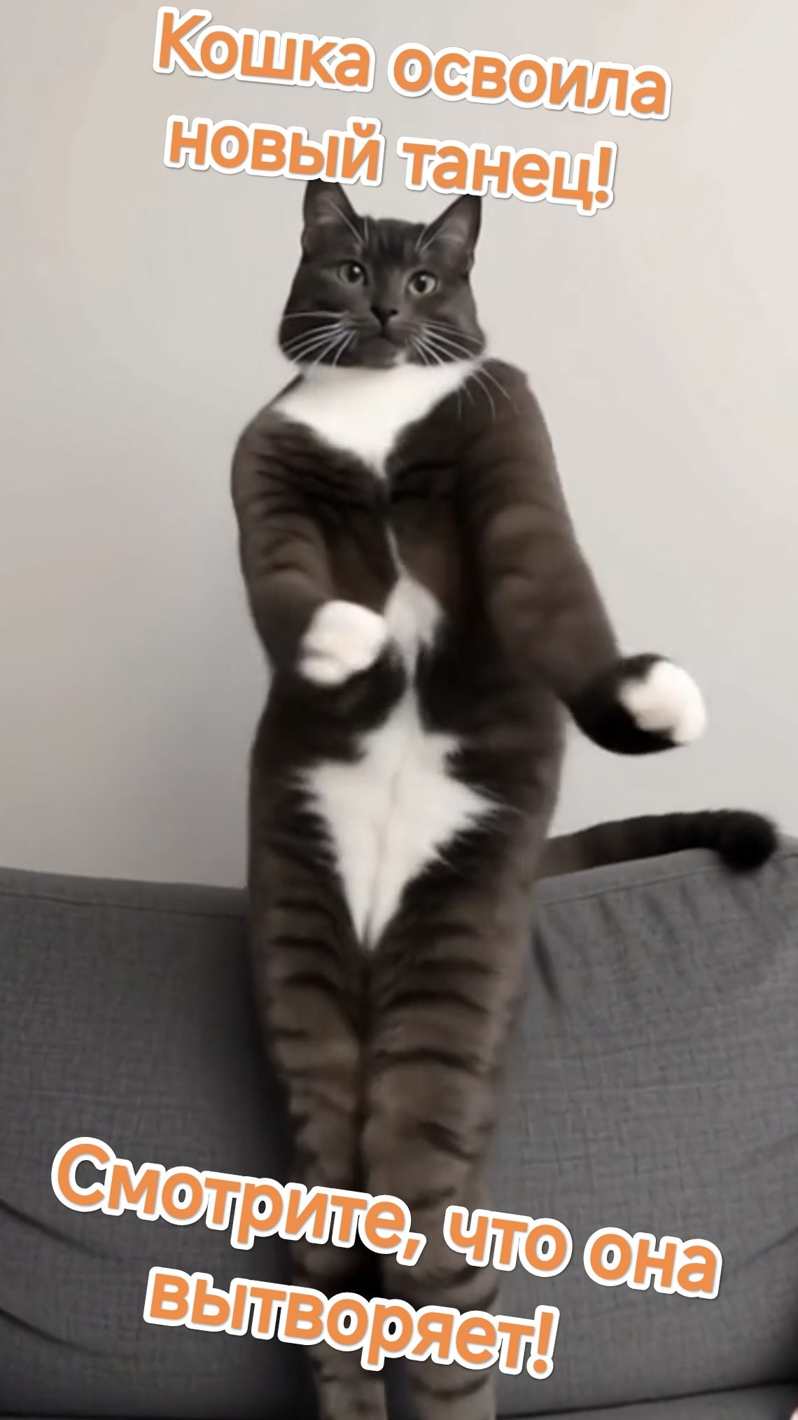 Кошка освоила новый танец! Смотрите, что она вытворяет! смотреть онлайн