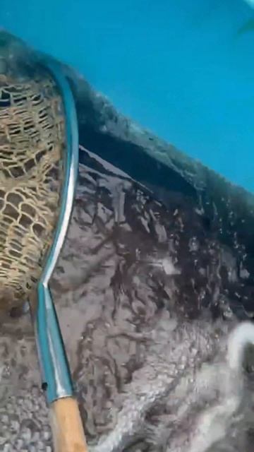 11.12.25 Березовый берег! Запуск трофейного сазана! смотреть онлайн