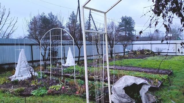 11 декабря, укрываю розы/ дождь, как летом. смотреть онлайн