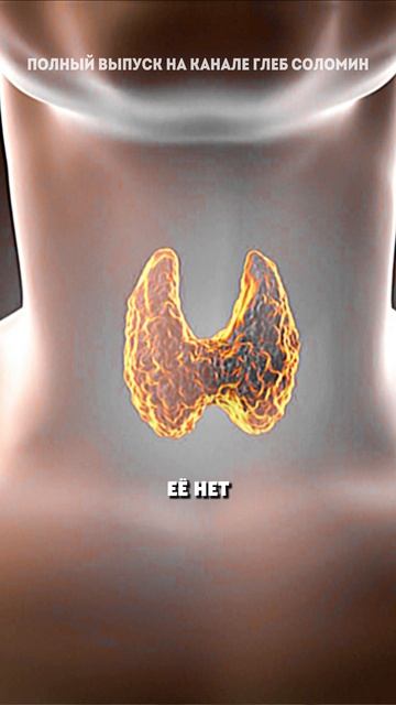 Влияние щитовидной железы смотреть онлайн