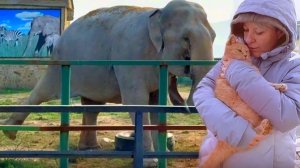 Кошки, СПАСАЙТЕСЬ! Магду все БЕСИТ! Но вскоре стало все ясно и понятно! Дайте слонику вкусненького!