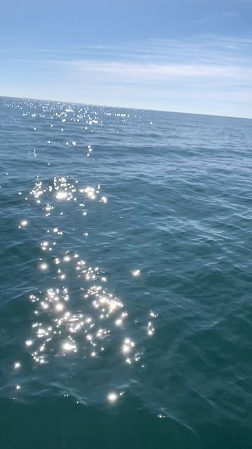 Дельфин в Сириусе. смотреть онлайн