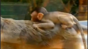 Макака с детёнышем проводят чудесный день у водоёма    1000042469.mp4