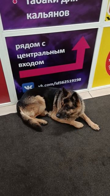 Умные собаки в Нижнем Тагиле 10 12 2025 смотреть онлайн