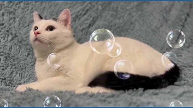 Белла смотреть онлайн