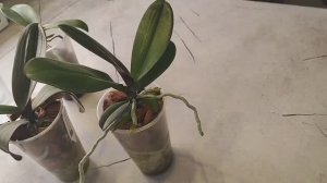 #146 ОрхоVLOG про полив, про удобрения и влияние их на корни. Пересадка