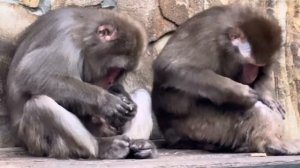 Рита оказалась не плохой мамой, она еще психует на малыша, но не бросает и понемногу кормит)