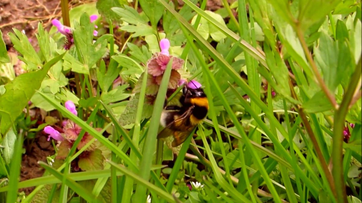 Шмели трудяги смотреть онлайн