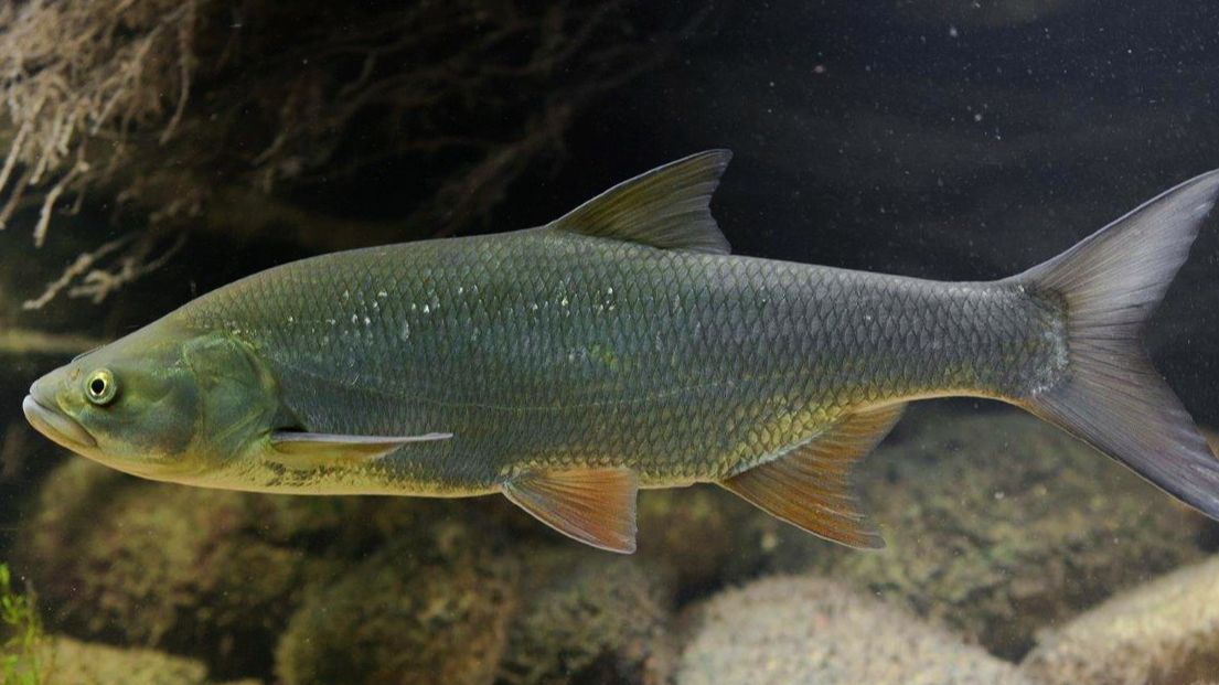 Жерех не пуганный. 2 раза выходил, оба раза видел. смотреть онлайн