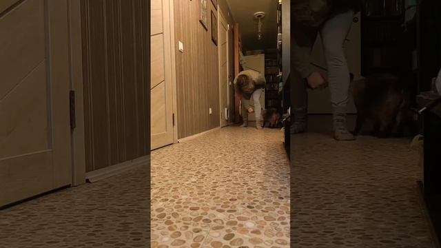 Кот  и дог фристайл