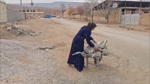 Грусть на ферме, встреча с дедушкой и печаль Тайибы.