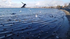 video_2025-12-11_14-40-02