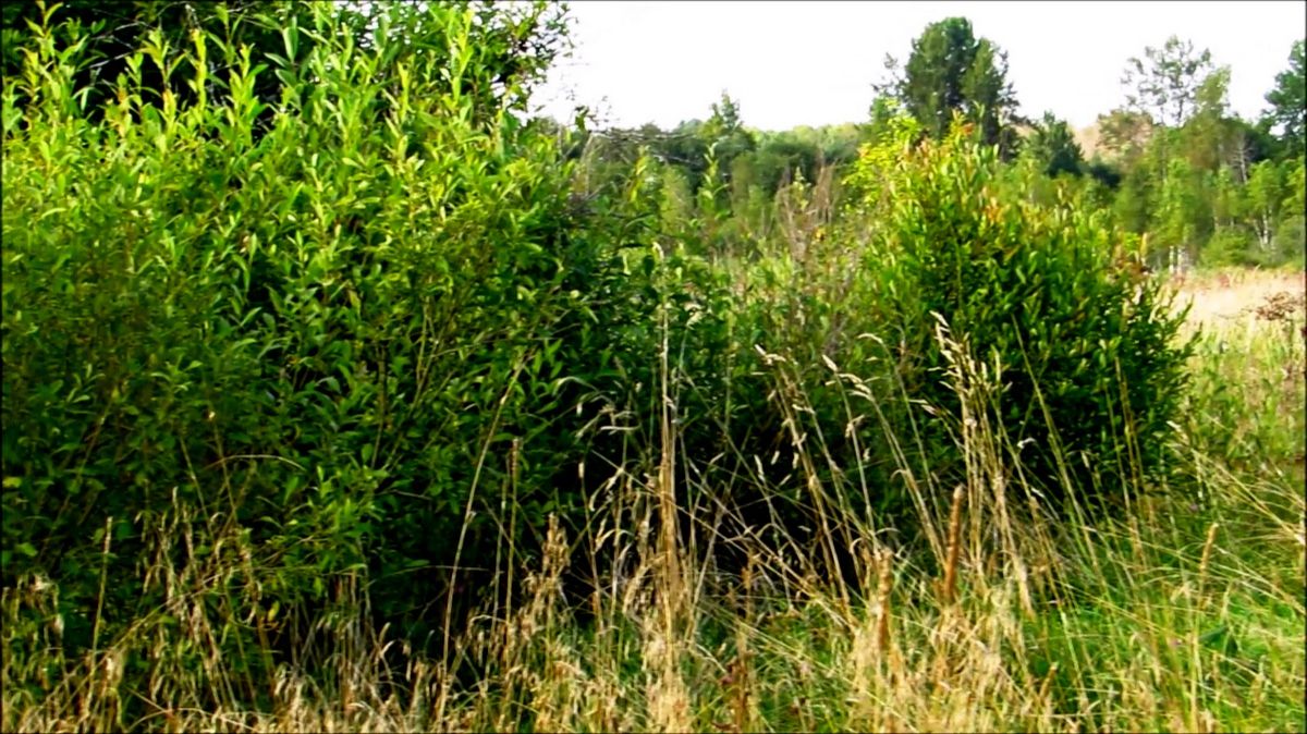 Травы-травы смотреть онлайн