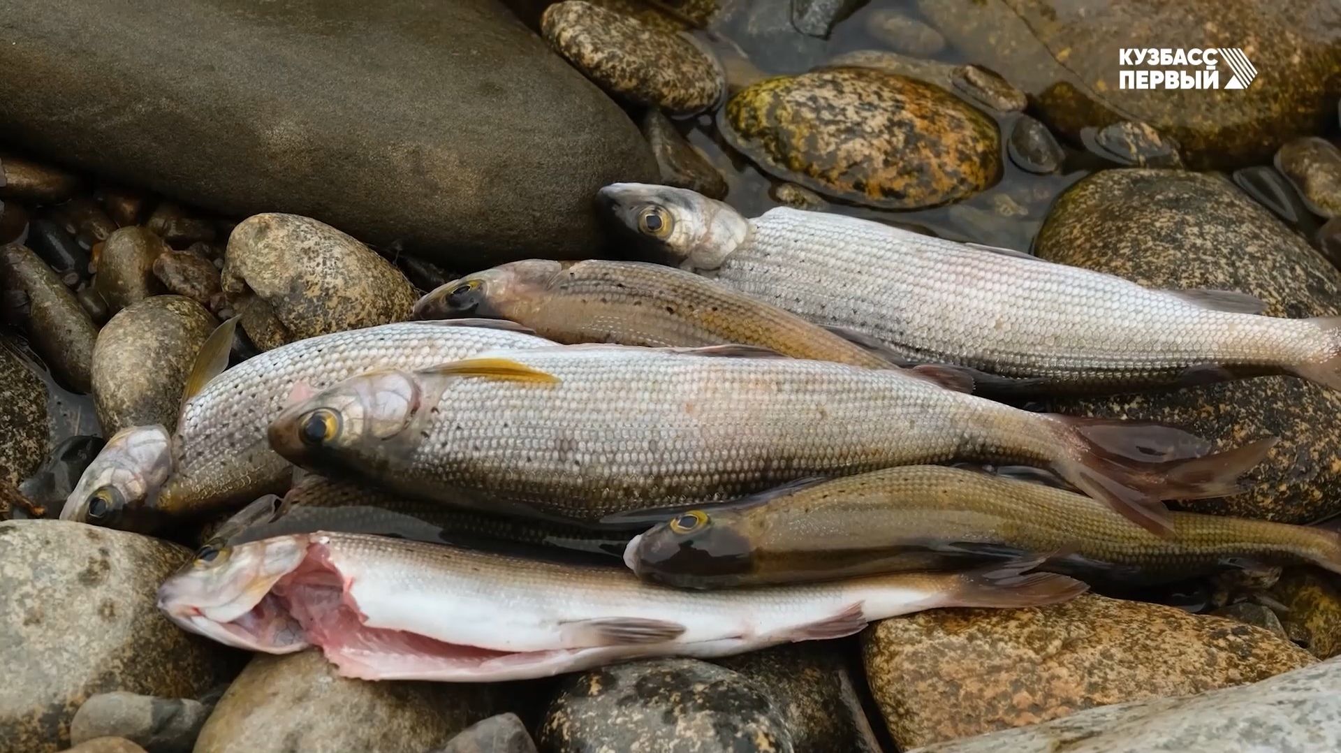 Сибирский лов. Выпуск 95 смотреть онлайн
