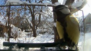 Птицы на кормушке зимой / Фотоловушка в лесу