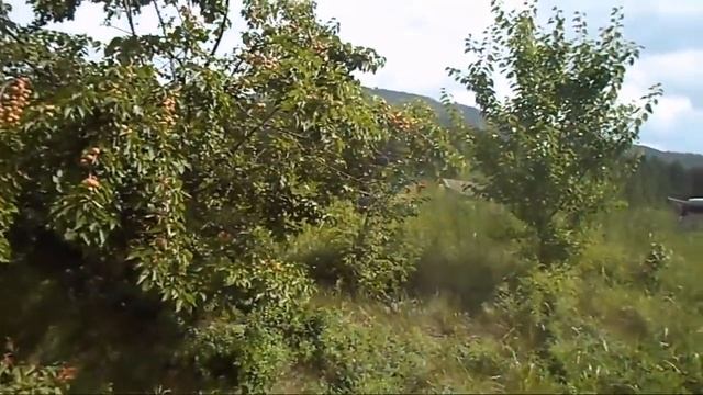 6. В. Железов. Урожай 2016 Персик Шлихта, абрикосы Курдюмов, Артём и гость в саду А Сафронов.mp4 смотреть онлайн