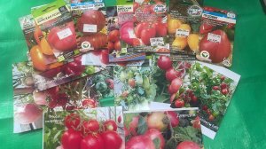 Сформировала коллекцию томатов для открытого грунта. Обзор томатов с краткой характеристикой.