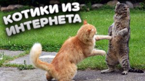 😹 Смешные котики из интернета. ⚡ Зарядись позитивом