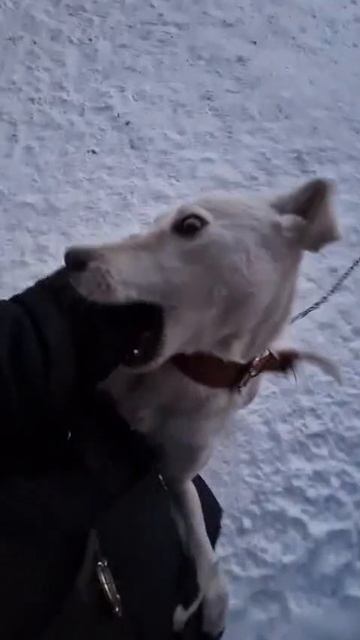 Прикольная собачка!!! смотреть онлайн