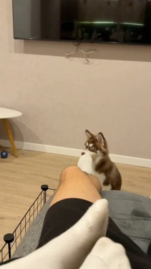 Самая безпалевная собака в мире😂

#морозовы #юмор #dog