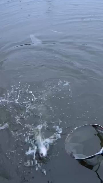 Основной водоём. смотреть онлайн