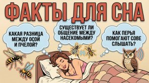 Факты чтобы быстро уснуть — ответы на вопросы, которые приходят перед сном | Видео для сна