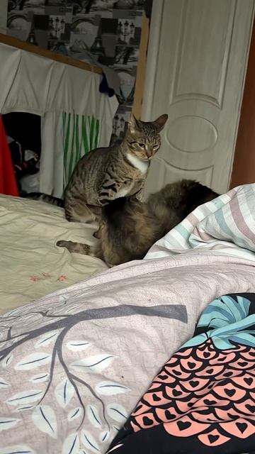 Моя борьба с ленью!