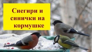 Синички и красавцы - снегири обедают на кормушке