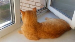 Летний Мишка. Часть 2