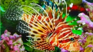 Акулы , скаты , тюлени в Петербурге