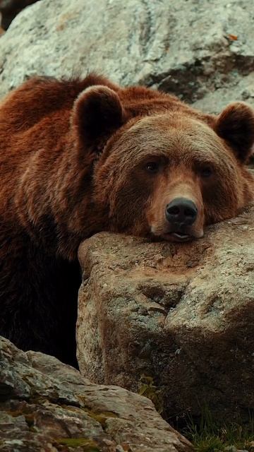 Какой красавчик😍 смотреть онлайн